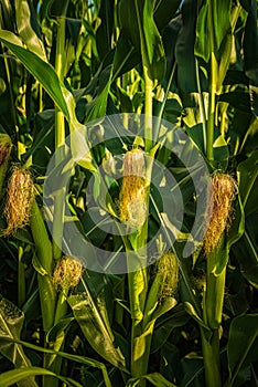 Young cob corn on the stalk. Maize field background