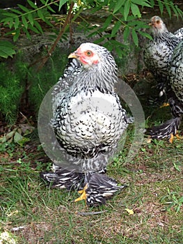 Young Cochin Hen