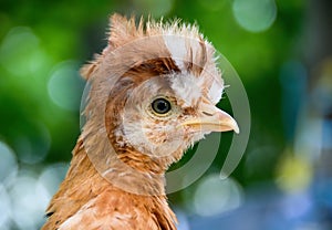 Young cock