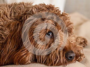 Young Cockapoo lying on a chair