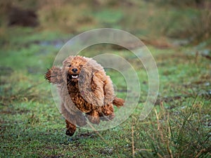 A young Cockapoo puppy running