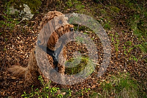 A young cockapoo sitting in the woods