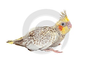 Young cockatiel isolated