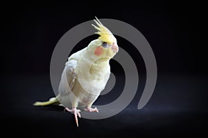 Young Cockatiel  isolated on black background