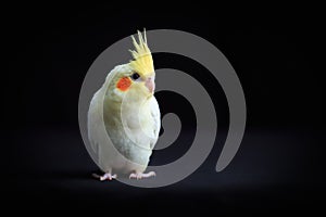 Young Cockatiel  isolated on black background