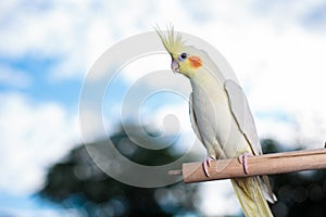 Young Cockatiel  isolated on sky background