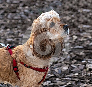 Young cocker spaniel walks on a leash