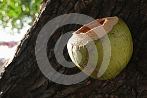 Young coconut nailed on the tree at beach. Pattaya, Thailand.