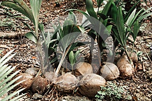 young coconut palm grow out from coconuts