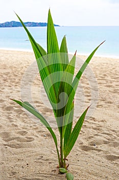 A young coconut palm sprout on the sand by the sea in the tropics