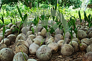 Young coconut palm trees