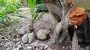 young coconut shoots in forest at rain photo