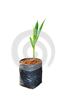 Young coconut small trees in Nursery bag. preparations for such