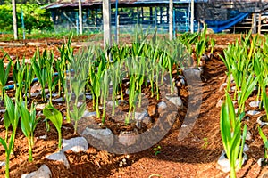 Young coconut small trees. preparations for such varieties