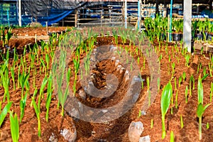 Young coconut small trees. preparations for such varieties for p