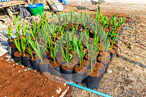 Young coconut small trees. preparations for such varieties for p
