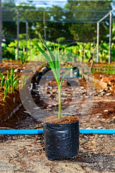 Young coconut small trees. preparations for such varieties for p