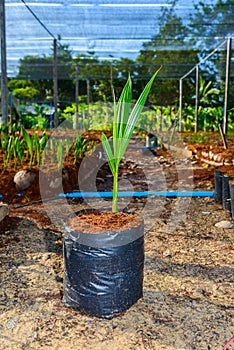 Young coconut small trees. preparations for such varieties for p