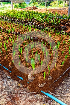 Young coconut small trees. preparations for such varieties for p