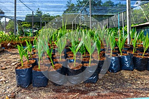 Young coconut small trees. preparations for such varieties for p