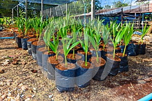 Young coconut small trees. preparations for such varieties for p