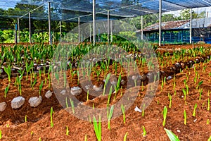 Young coconut small trees. preparations for such varieties for p