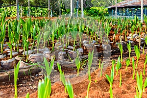 Young coconut small trees. preparations for such varieties for p