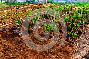 Young coconut small trees. preparations for such varieties for p