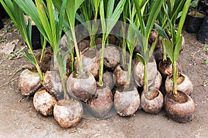 Young coconut sprout tree background