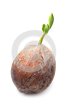 Young coconut tree seed germination green leave