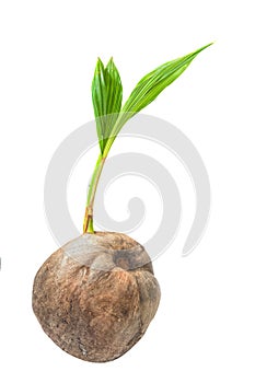 Young coconut tree seed germination green leave