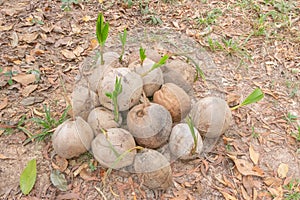 Young coconut, Young coconut, Small coconut palms, Coconut seedlings. Coconut fruit and sprout has germinated