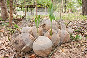 Young coconut, Young coconut, Small coconut palms, Coconut seedlings. Coconut fruit and sprout has germinated