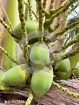 Young coconuts on the coconut bunches on the tree.