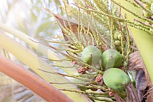 Young coconuts on coconut tree