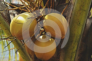 Young coconuts on its tree