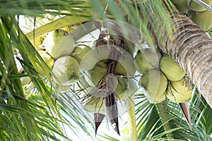 young coconuts tree fruit at the beach