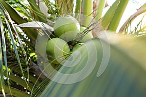 Young coconuts tree fruit delicious