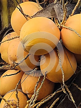 Young coconuts are yellow, grow abundantly and are often sought for medicinal purposes photo