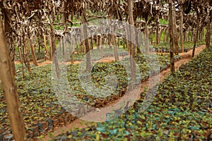 Young coffee Arabica plants on a farm in rural region, South America