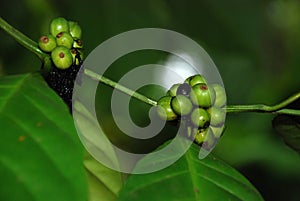 young coffee beans