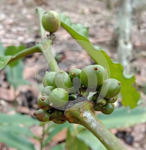young coffee fruit whose maturity is eagerly awaited