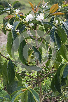 Young Coffee Tree