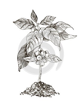 Young coffee tree with beans