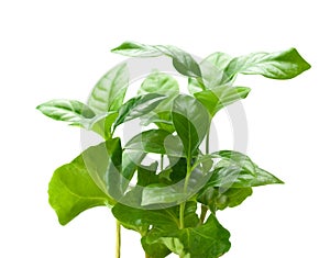 Young coffee tree isolated on white.