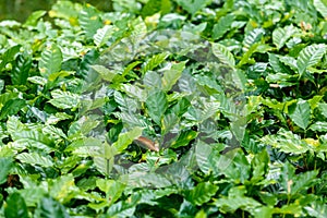 Young coffee tree plant