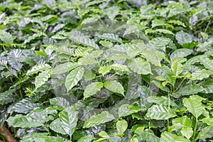Young coffee tree plantation