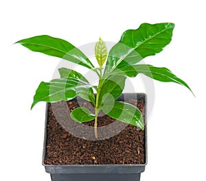 Young coffee tree