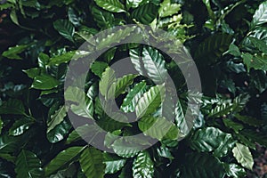 Young coffee trees are planted under the shade of large trees