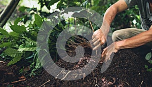 Young coffee trees are planted under the shade of large trees